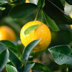 horticulture-fruit-produce
