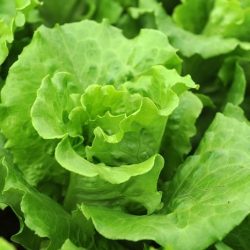 15248873 - lettuce plant in field
